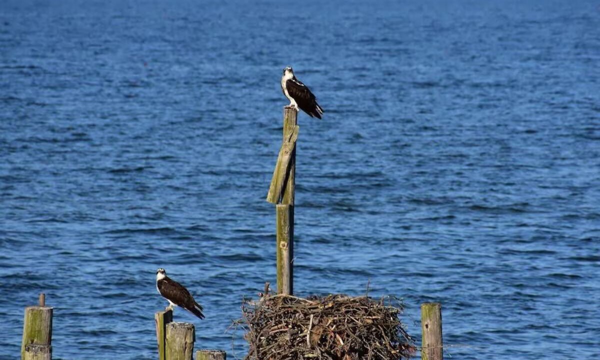 Photo of Others in Point Lookout