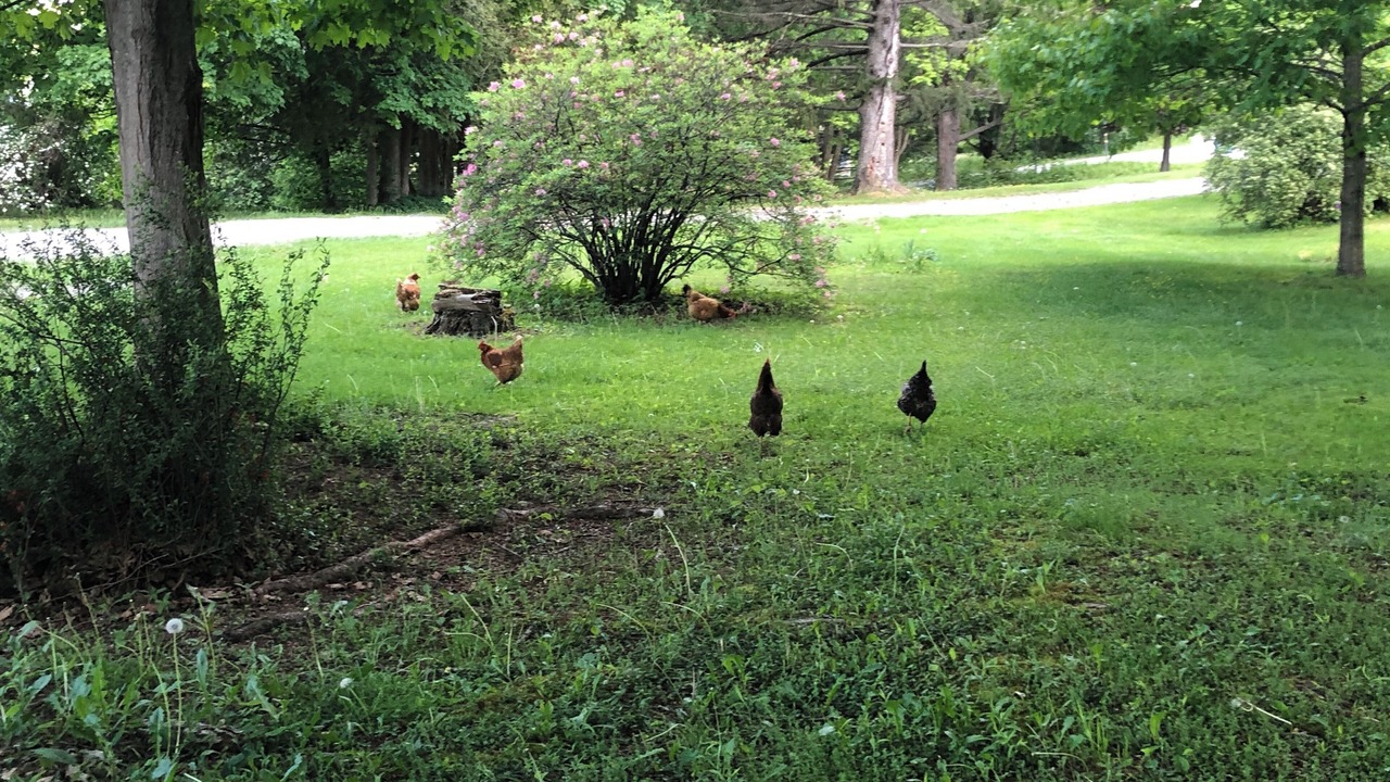 Photo of Others in Middletown Springs