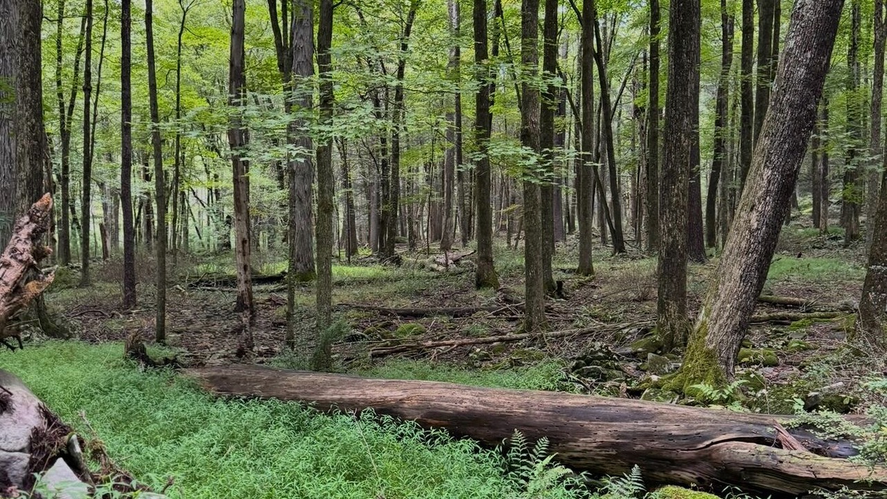 Photo of Others in Sparrow Bush