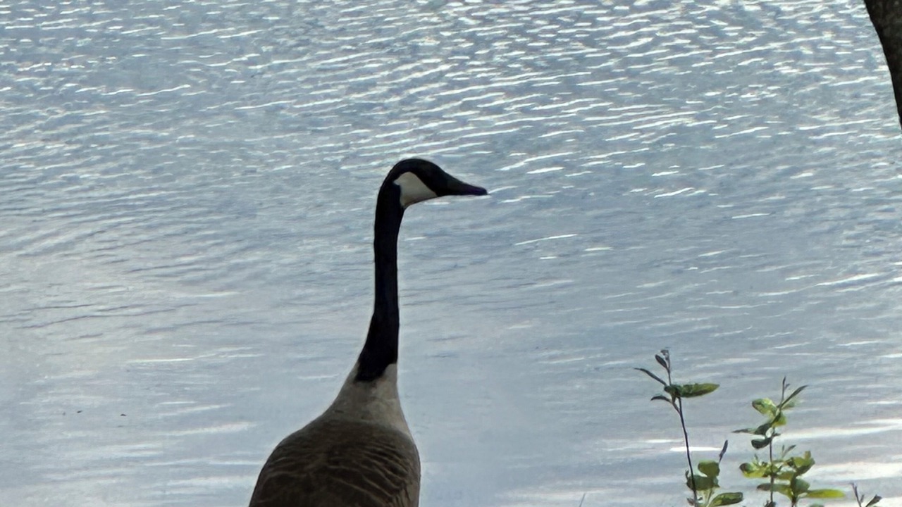 Photo of Others in Center Harbor