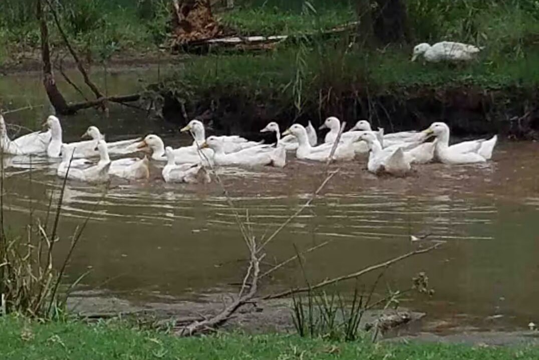 Photo of Others in Iowa Colony