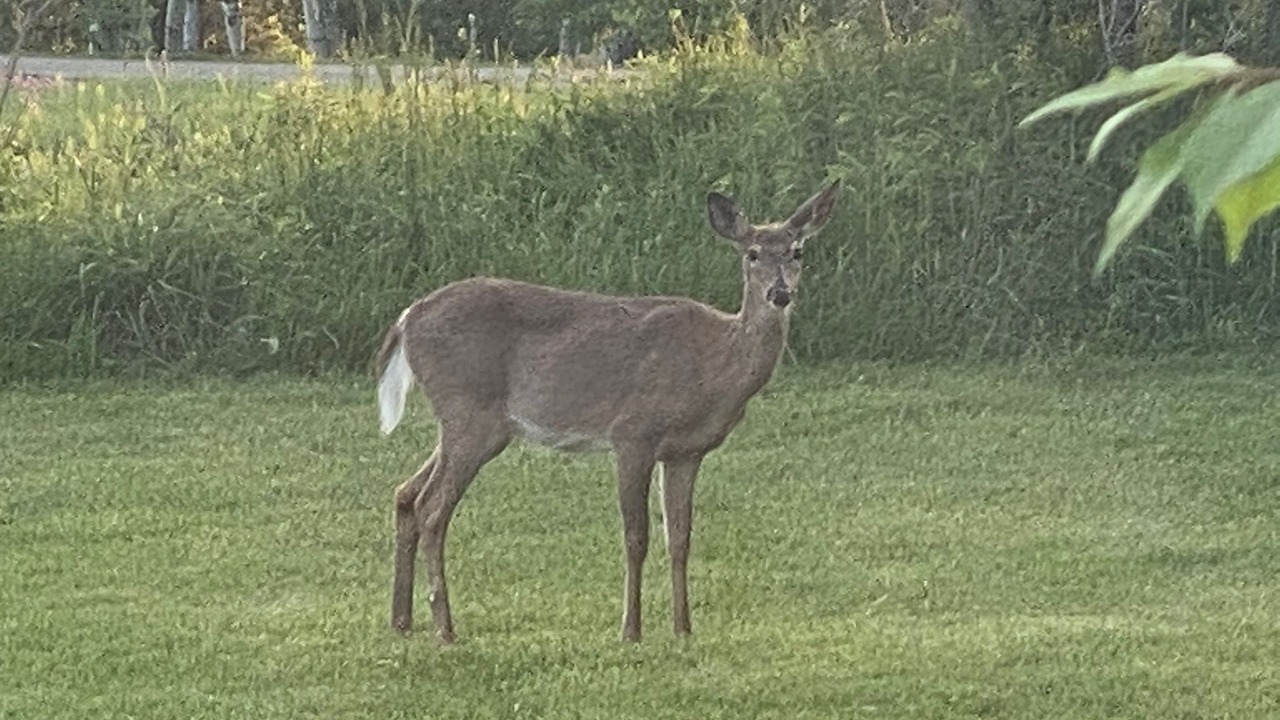 Photo of Others in Vestal