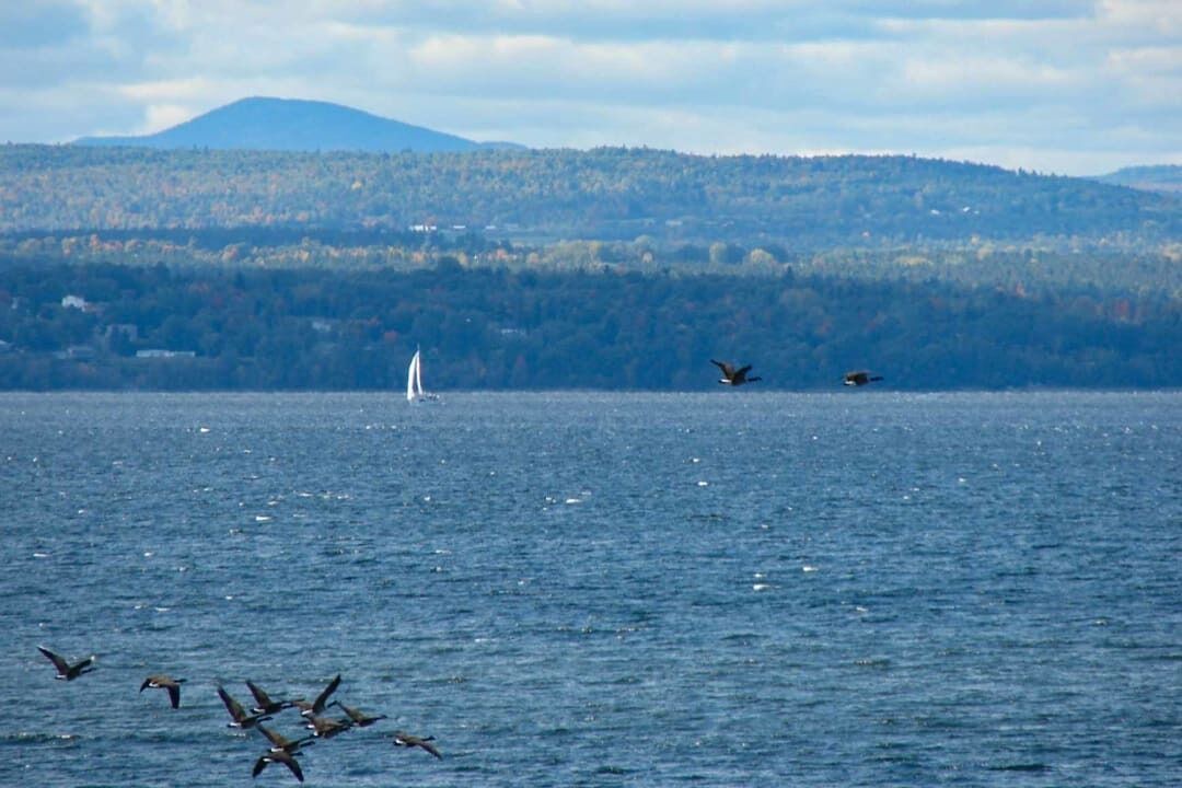 Photo of Others in Malletts Bay