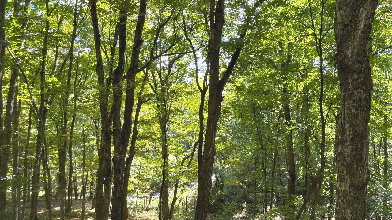 Photo of Outdoor in Wardensville
