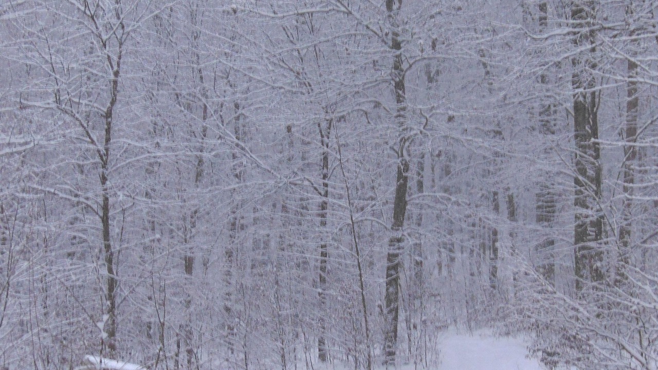 Photo of Outdoor in Dellroy