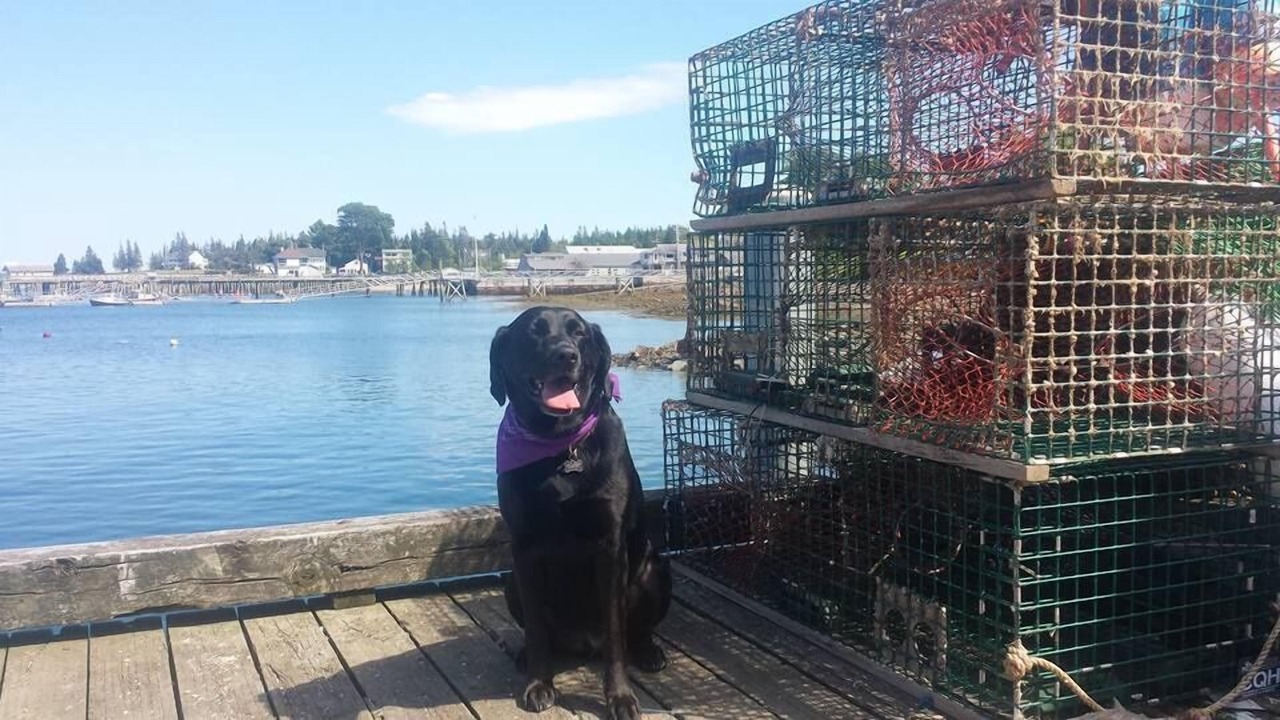Photo of Outdoor in Southwest Harbor
