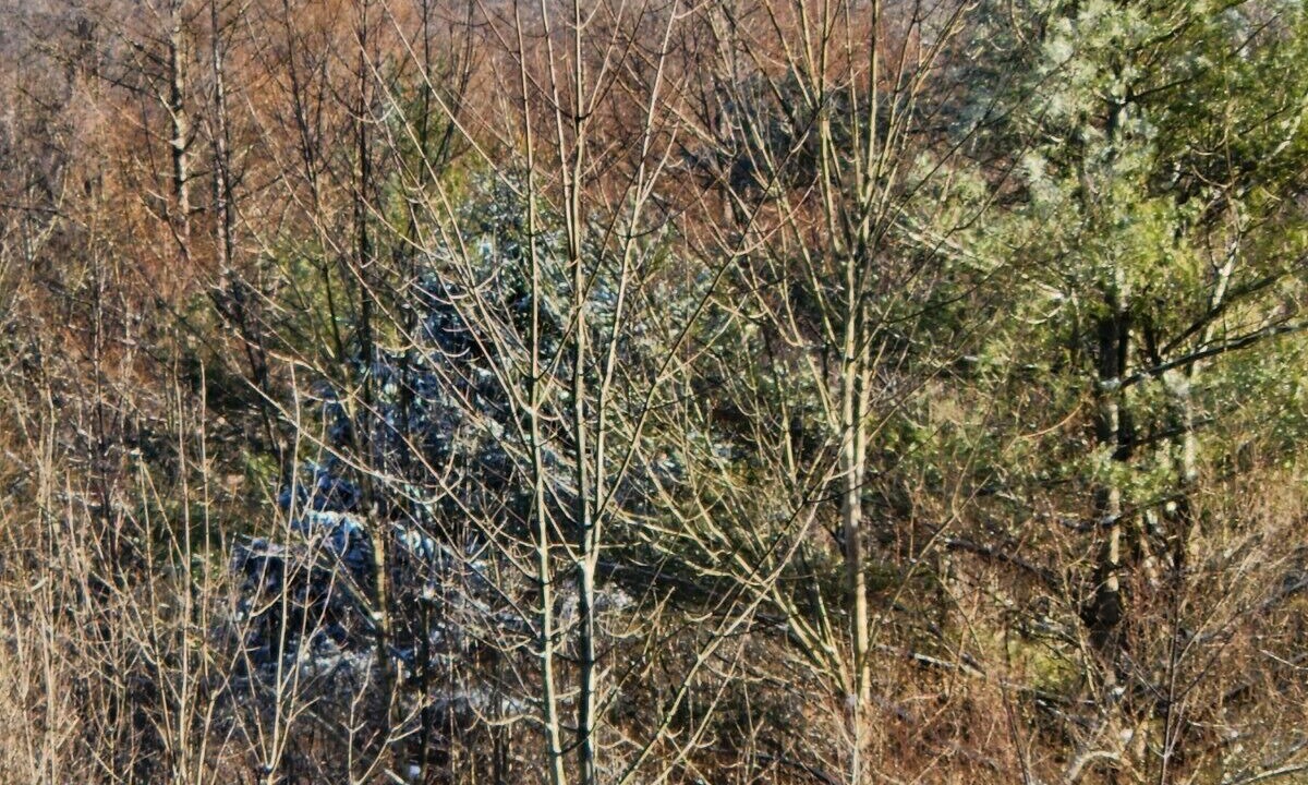 Photo of Others in Dryden