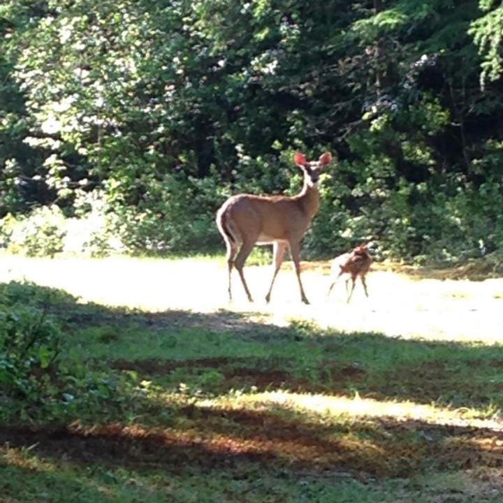 Photo of Outdoor in Dummer