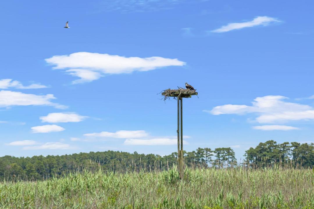 Photo of Others in Temperanceville