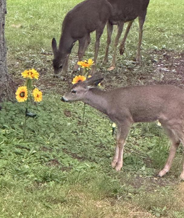 Photo of Others in Sammamish