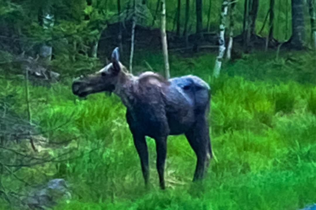 Photo of Others in Beaver Cove