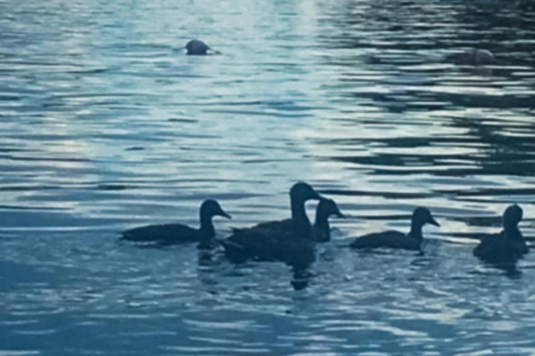 Photo of Others in Beaver Cove