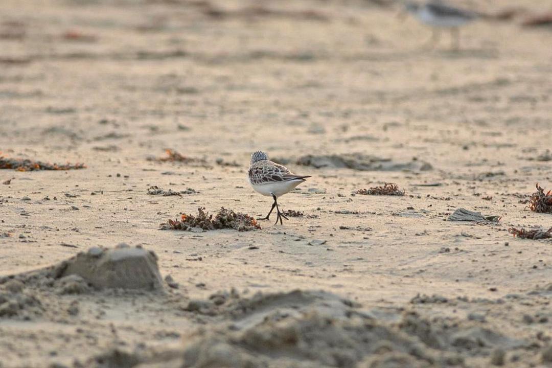 Photo of Others in Galveston