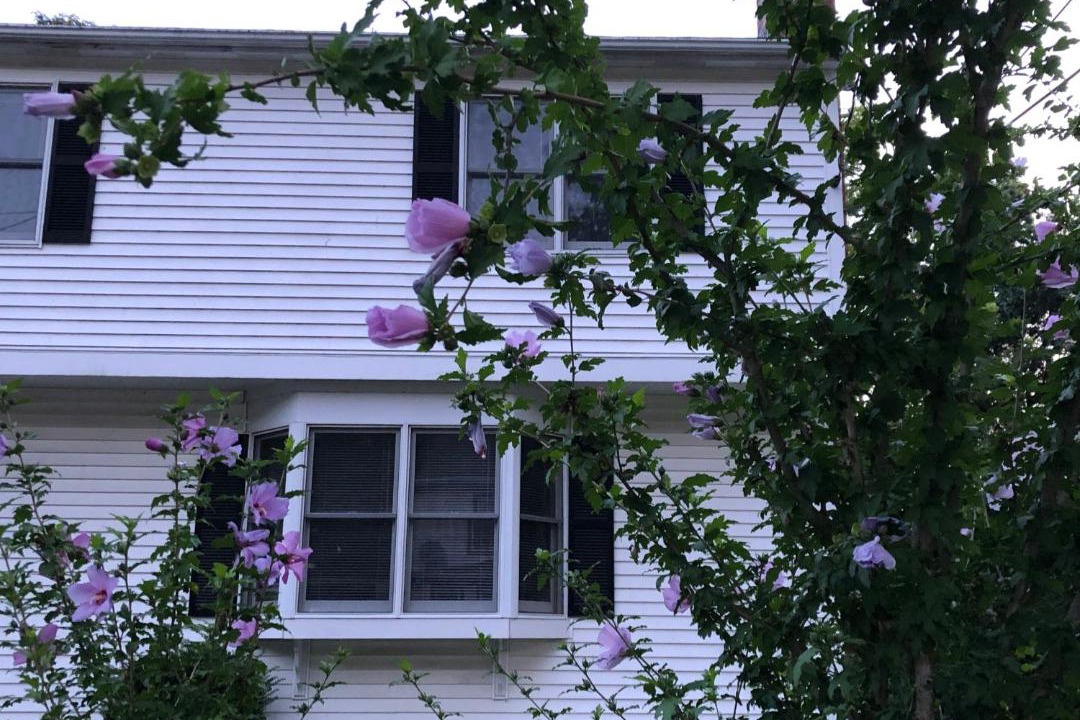 Photo of Others in West Roxbury