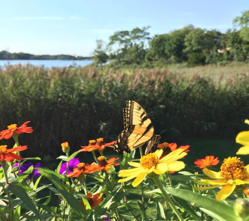 Photo of Others in Sag Harbor